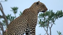 3-Day Maasai Mara Guided Safari From Nairobi 