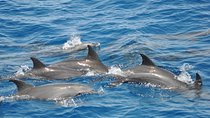 Dolphin Tour in Hurghada