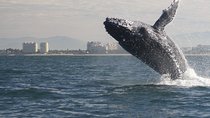 Small-Group Half-Day Whale-Watching Tour in Puerto Vallarta