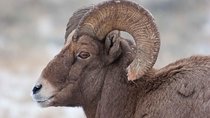 Half-Day Grand Teton Wildlife Private Safari Tour