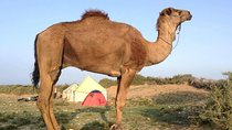 Luxury private day trip - Atlas Mountains, Agafay Desert & camels