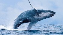 Whale Watching In Hermanus Plus Wine Tasting Tour From Cape Town