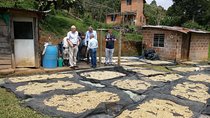 Private Coffee Tour in Colombia