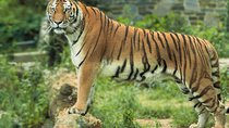 8 Days Golden Triangle Tour With Ranthambore Tiger Safari
