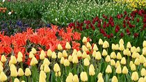 Amsterdam Private Tour to Keukenhof, Tulip Fields and Windmills