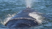 Private Seasonal Whale Watching Tour from Cape Town