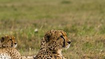  7 Days Amboseli National park and Maasai Mara Safari 