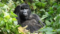 6 Day Gorilla tracking and Wildlife Safari