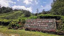 Cameron Highlands Full-Day Tour