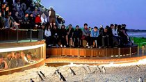 1 Day Exclusively Private Tour Of Phillip Island & The Penguin Parade 