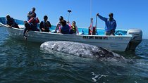 Gray Whale-Watching 2-Day Experience in Magdalena Bay