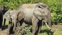 2 Days (1 night) Elephants Safari at Mole Park with Round - trip flights