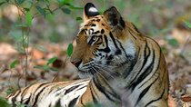 Wildlife of Central India