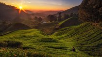 Cameron Highlands Day Tour From Kuala Lumpur (Private Tour)