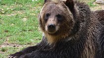 Bear Sanctuary and Dracula's Castle, 1-day Private Tour