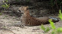 All Inclusive Wilpattu National Park Safari Day Tour from Colombo & Negombo