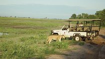 Chobe Full Day Safari From Victoria Falls