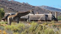 Cape Town Tour, Aquila Safari Game Reserve Overnight & Accommodation