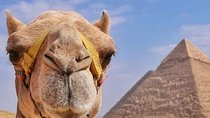 Camel Ride at the Pyramids