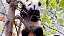 Half-day Private Panda Tour with Vegetarian Lunch in Nunnery