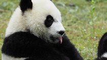 Chengdu Panda Base and City Highlights One Day Tour 