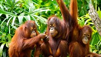 Orang Utan Island Day Tour