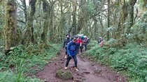 Kilimanjaro Day Hike