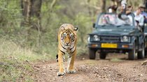 8 Days Private Golden Triangle Tour With Ranthambore