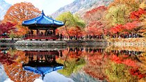 MT. Naejang Autumn Foliage and Jeonju Hanok village 1 Day Tour