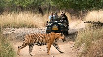 8 Days Golden Triangle with Ranthambore & Udaipur Tour 