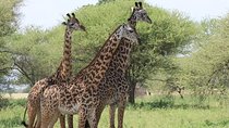 3 Days Tanzania Budget Safari - Tarangire, Ngorongoro, Manyara