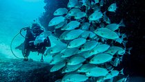 Scuba Diving with a 5-Star PADI Center in Puerto Vallarta