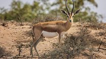 Explore Agadir wildlife national park safari with lunch & pickup
