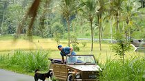 Visit Rice terrace, Beratan temple, waterfall by Vantage Volkswagen 181