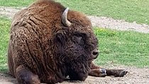 Day trip from Brasov: Bison reserve & traditional lunch