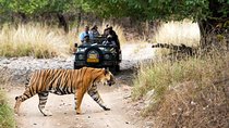 8 Days Golden Triangle with Ranthambore & Udaipur Tour