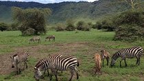 5-Day Tanzania Safari: Tarangire, Serengeti, Ngorongoro & Manyara