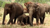 Full Day Shared Safari at Yala National Park by Yala La Safari Tours