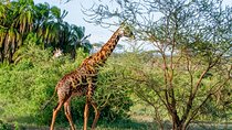 6 Days Luxury Northern Circuit Safari - A Glimpse of Tanzania Adventure