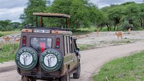 4 Days Tarangire , Ngorongoro ,Manyara and lake Eyasi village 