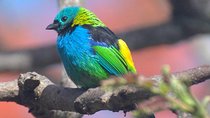 Birdwatching tour to Tijuca National Park with Pica-pau Tours