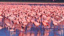 Lake Nakuru National Park:Day Trip from Nairobi
