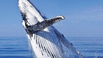 Whale Watching in Cabo San Lucas: Sightseeing Cruise and Shopping