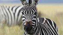 4-Day Safari from Arusha: Tarangire, Serengeti and Ngorongoro