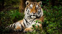 5 Nights 6 Days Private Golden Triangle Tour with Ranthambore