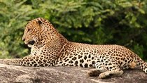 Full Day Shared Safari at Yala National Park by La Safari Inn Tours