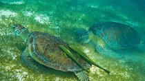 Turtles and Cenote from Riviera Maya