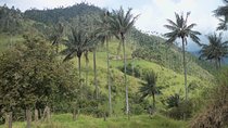Salento, Cradle of wax palm, Carbonera Hike Tour