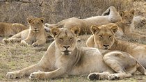 Big 5 Safari Experience at Pilanesberg National Park