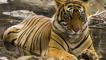 Private 4-Day Wildlife & Taj Mahal Tour from Jaipur to Delhi